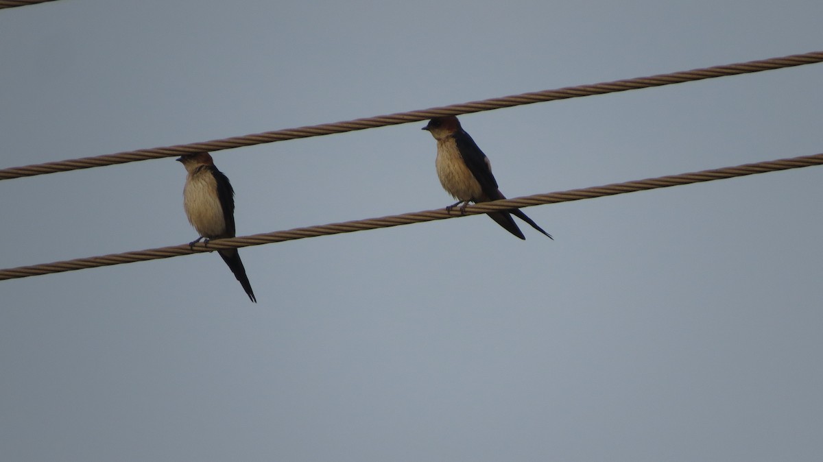 Red-rumped Swallow - ML616977012