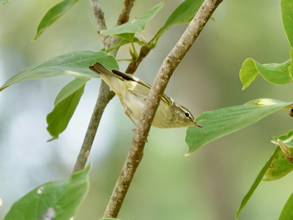 Yellow-browed Warbler - ML616977130