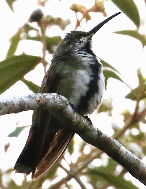 kolibřík panamský - ML616977136