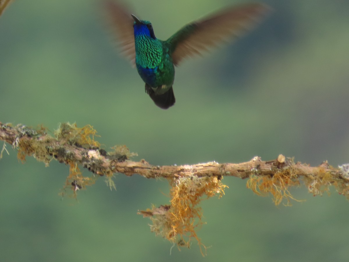 kolibřík modrolící - ML616977167