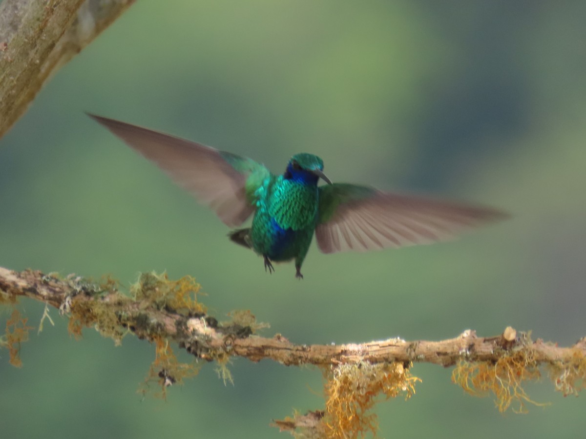 kolibřík modrolící - ML616977170