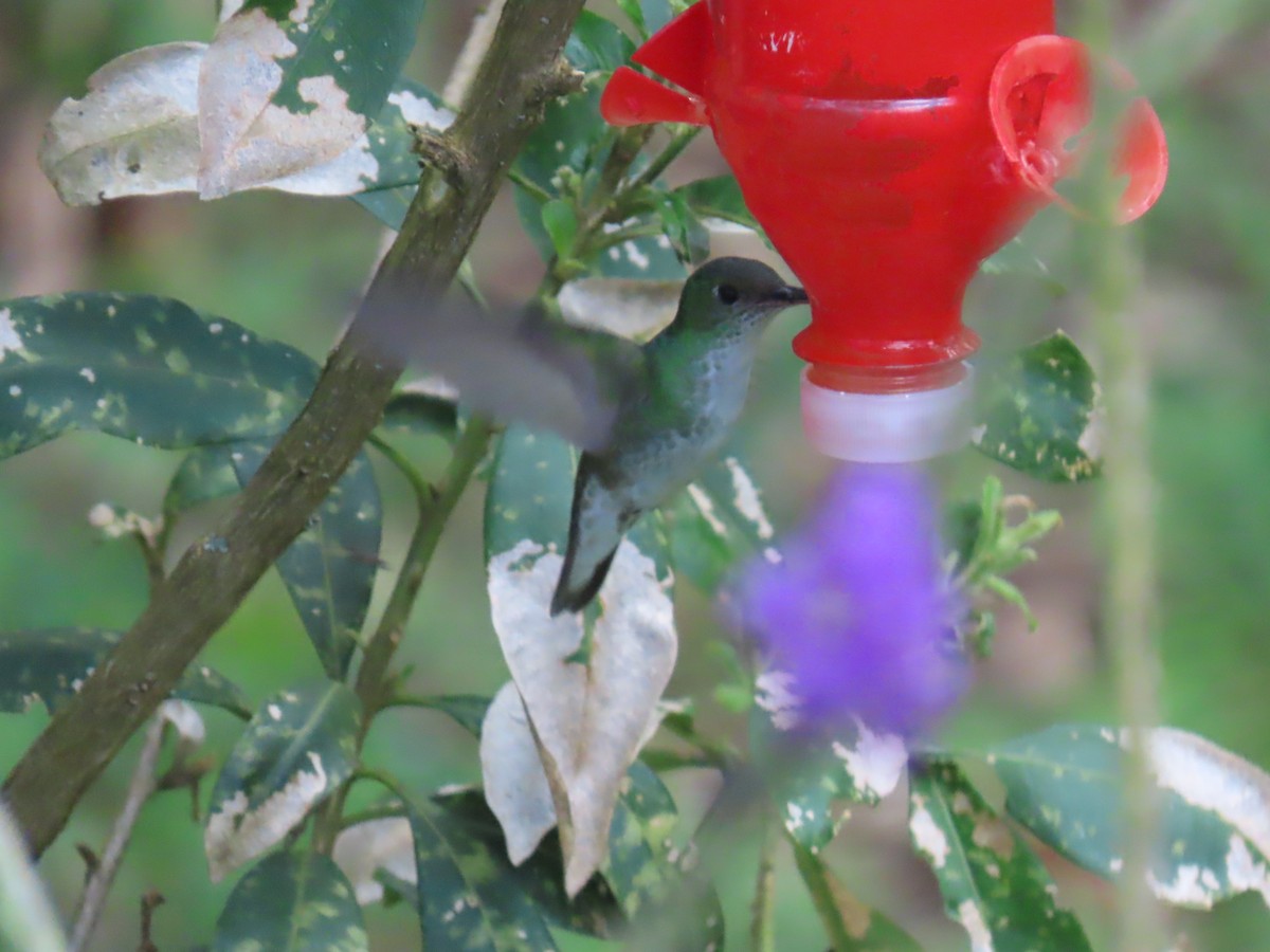 Ak Karınlı Kolibri - ML616977222