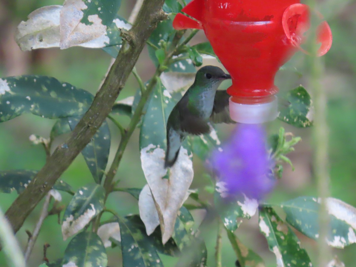 White-bellied Hummingbird - ML616977228