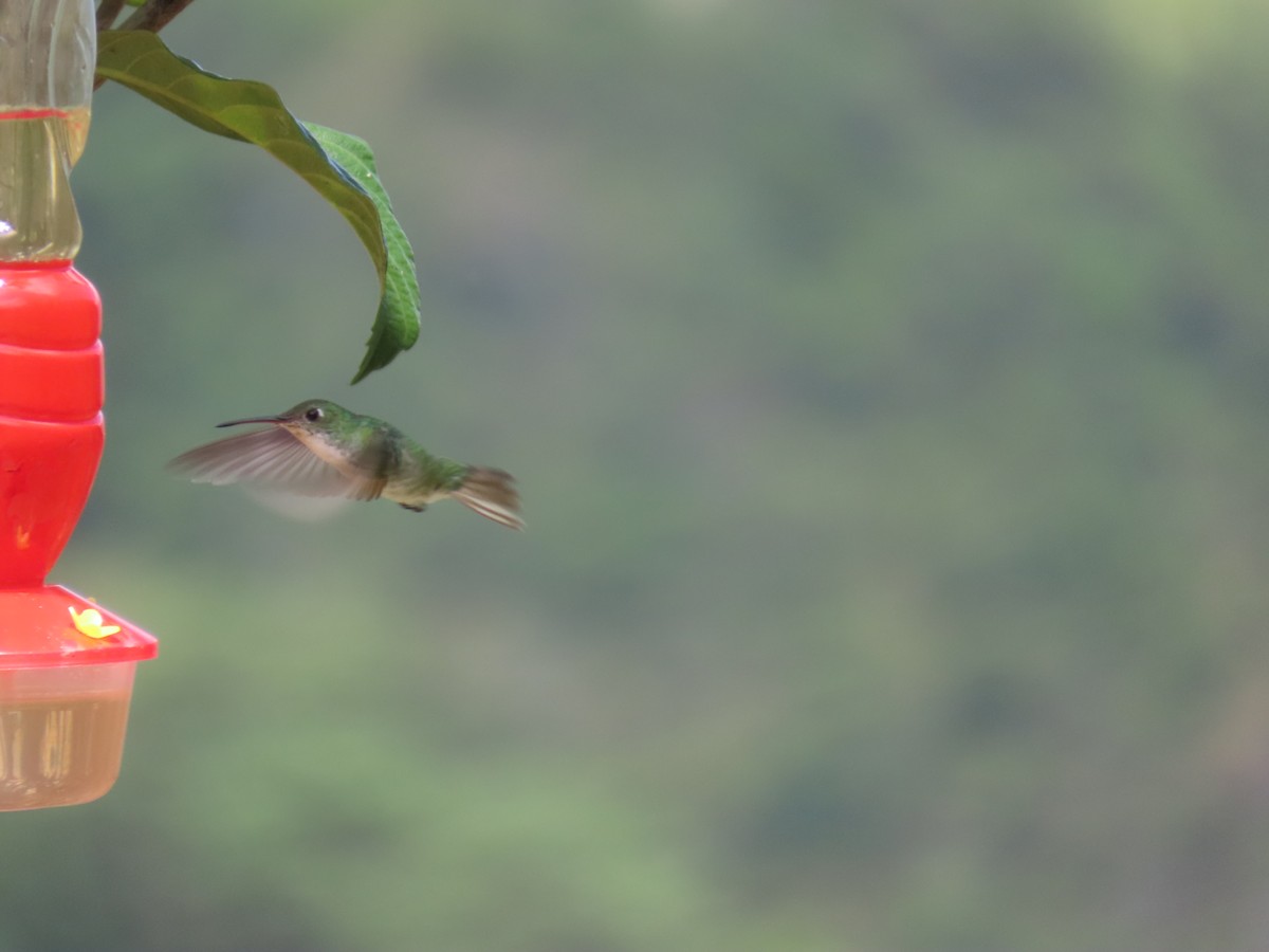 kolibřík bělobřichý - ML616977229