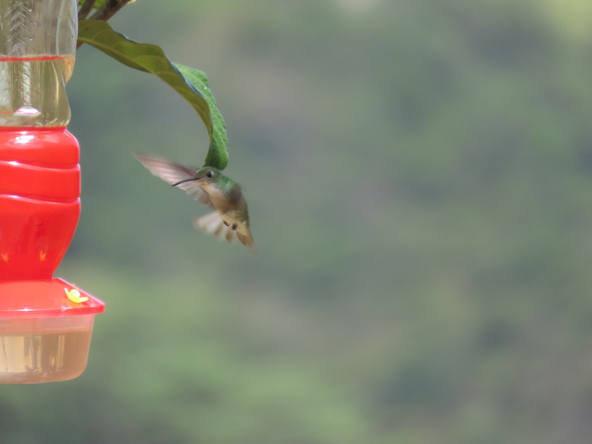 White-bellied Hummingbird - ML616977238