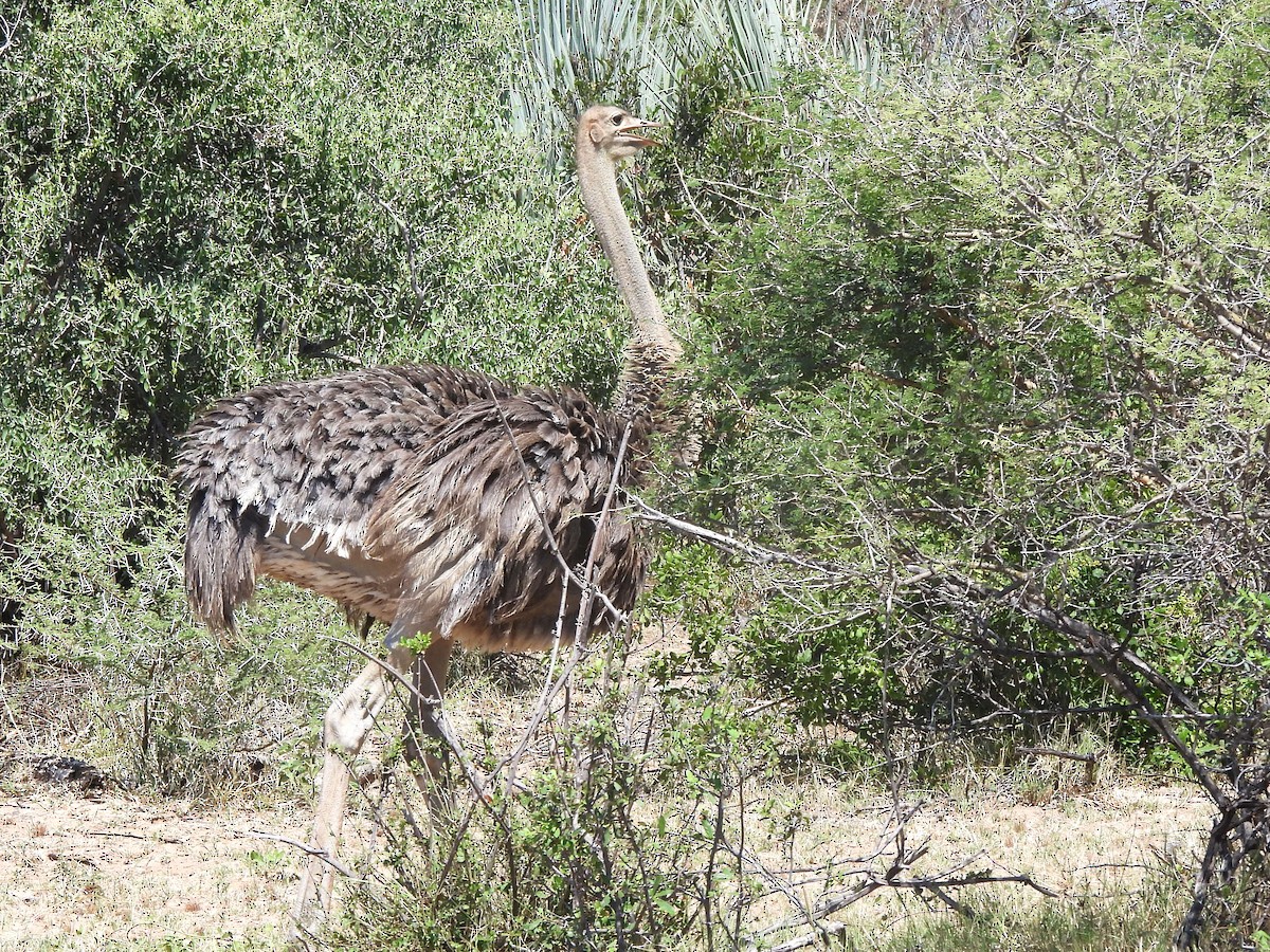 Common Ostrich - ML616977250