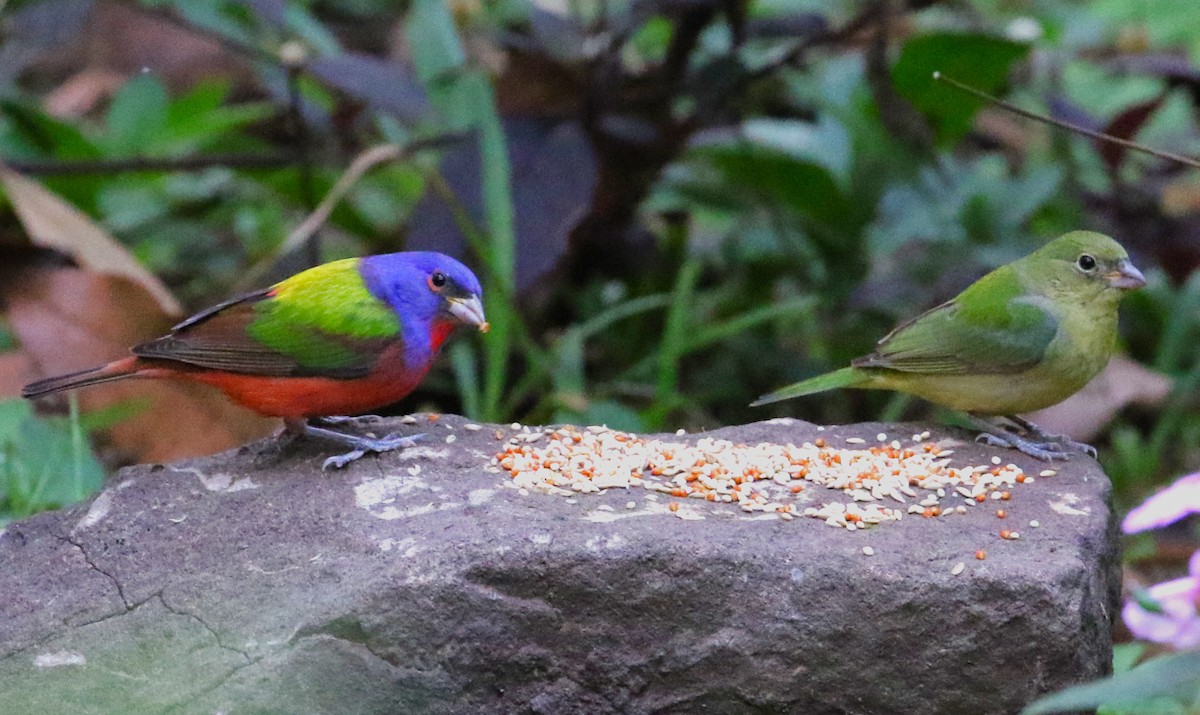 Painted Bunting - ML616977263