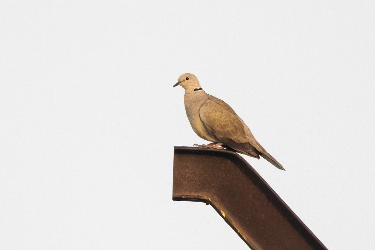 Eurasian Collared-Dove - ML616977291