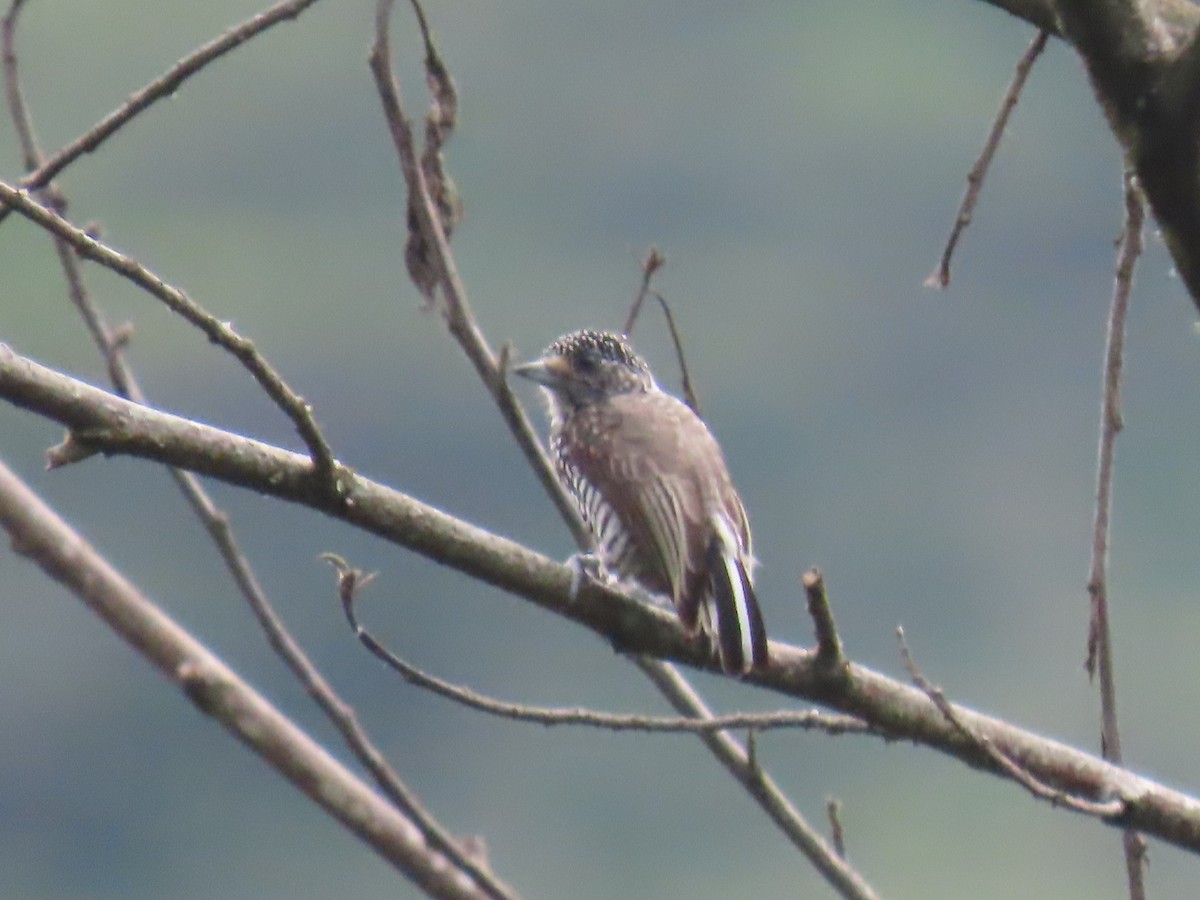Speckle-chested Piculet - ML616977299