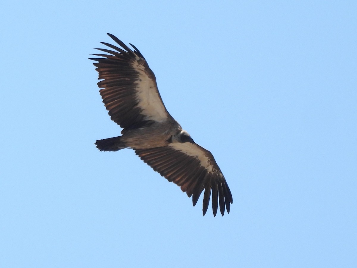 White-backed Vulture - ML616977338