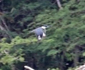 Belted Kingfisher - ML616977345