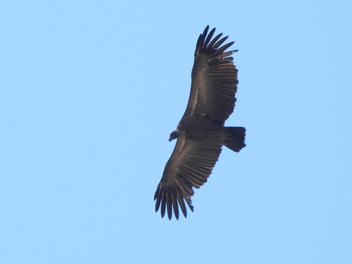 White-backed Vulture - ML616977353