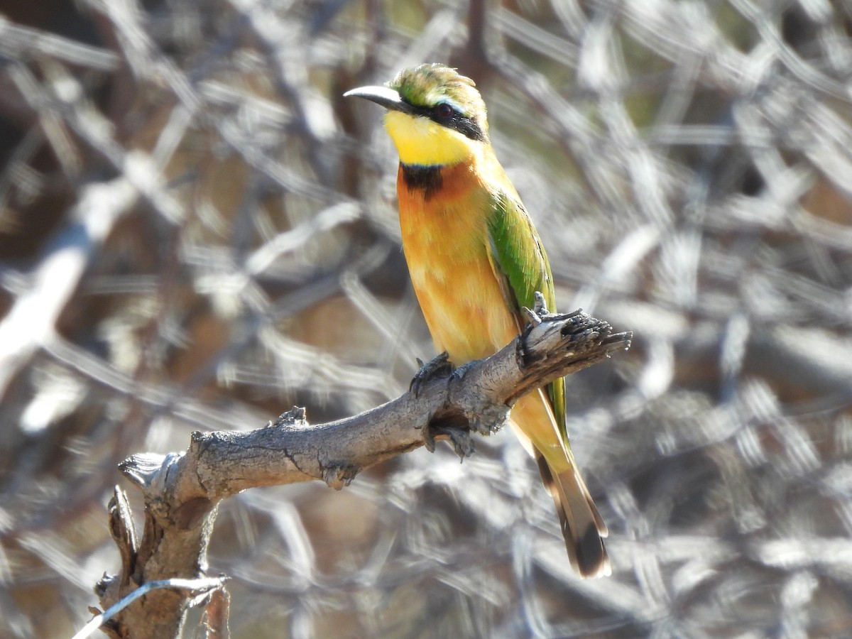 Little Bee-eater - ML616977376