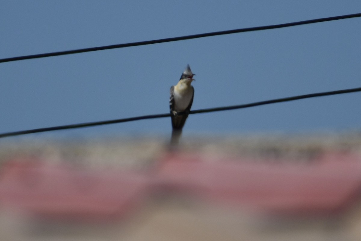 Great Spotted Cuckoo - ML616977512