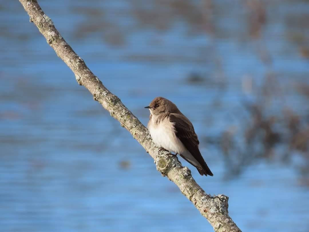 Northern Rough-winged Swallow - ML616977655