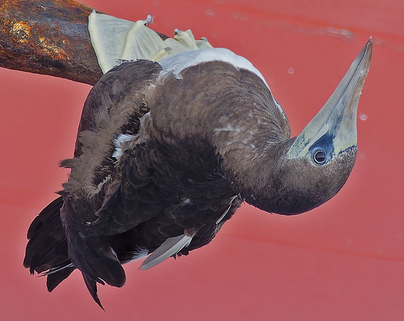 Brown Booby - ML616977664