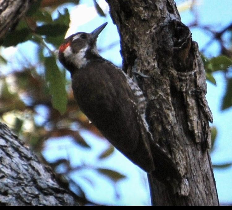 Arizona Woodpecker - kye jenkins
