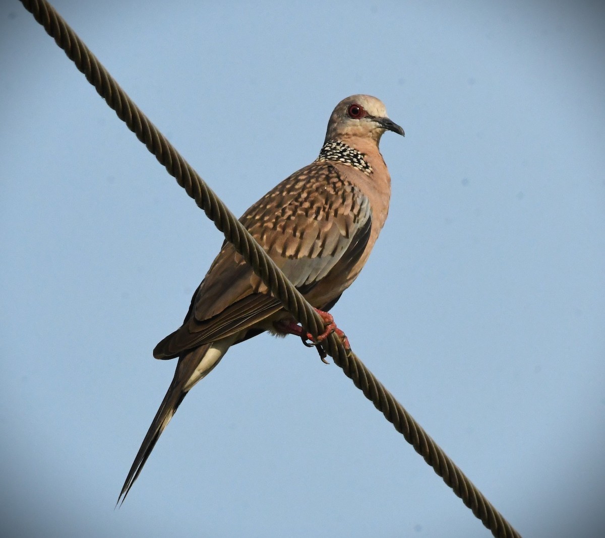 Spotted Dove - ML616977686