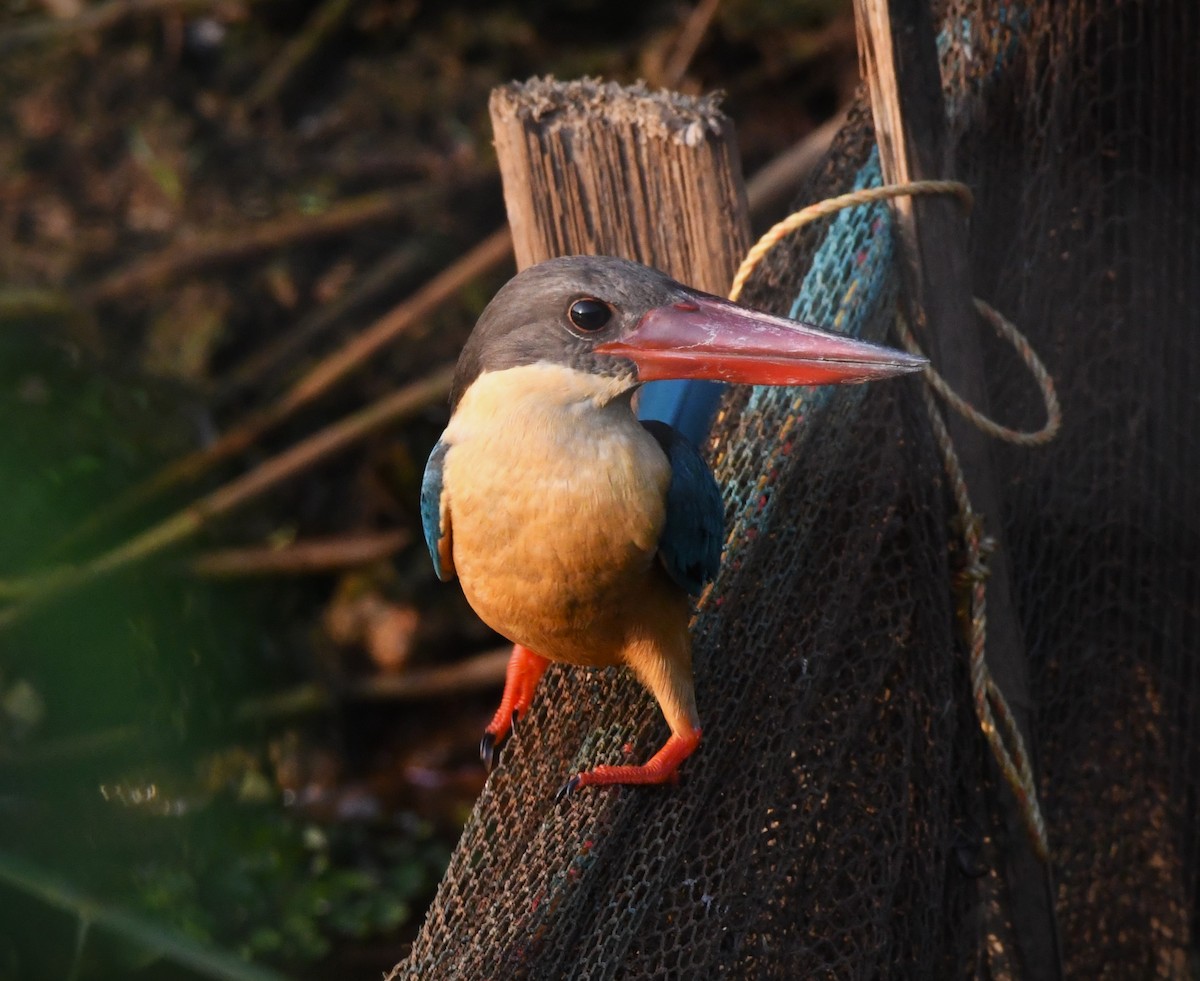 Stork-billed Kingfisher - ML616977699