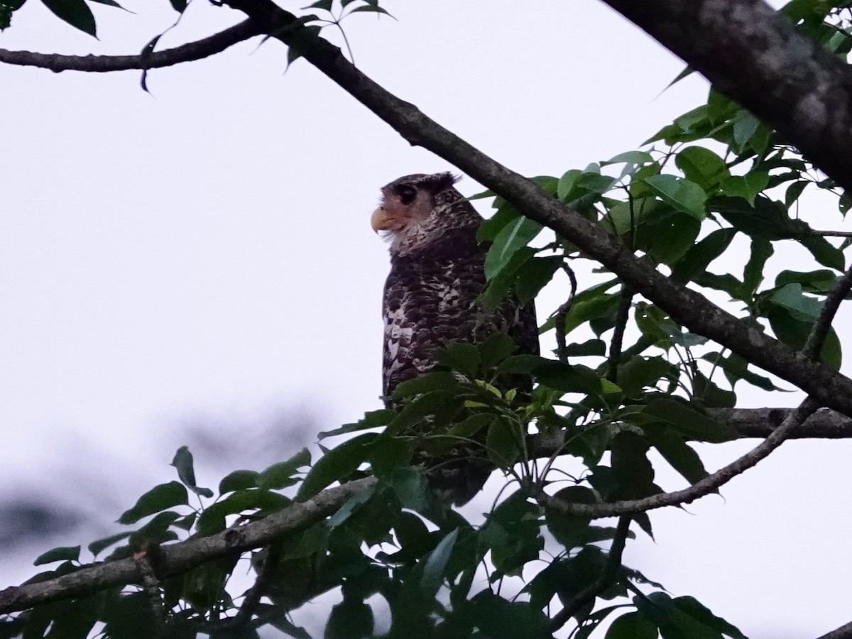 Spot-bellied Eagle-Owl - ML616977708