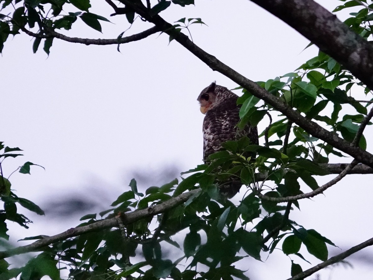 Spot-bellied Eagle-Owl - ML616977709