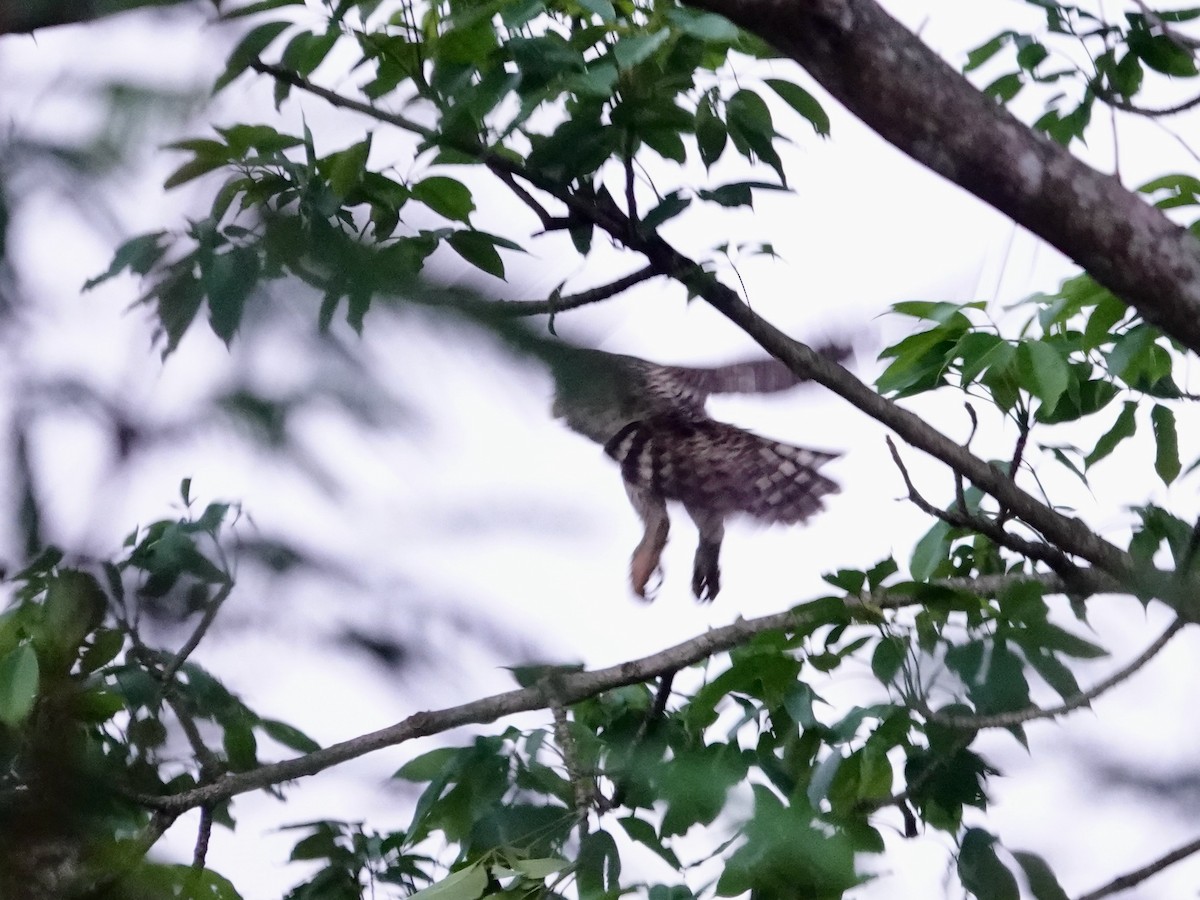 Spot-bellied Eagle-Owl - ML616977710