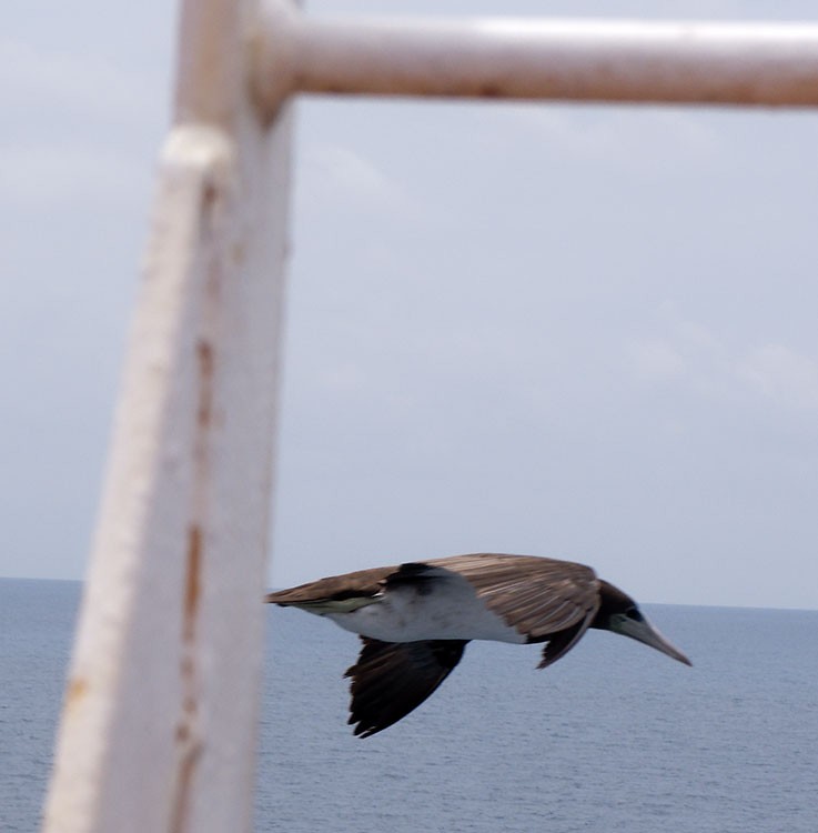 Brown Booby - ML616977711
