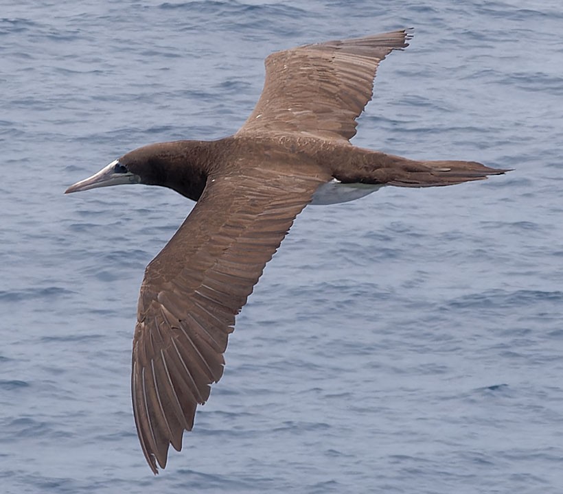 Brown Booby - ML616977712