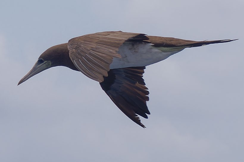 Brown Booby - ML616977713