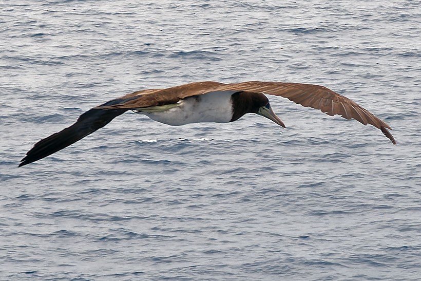 Brown Booby - ML616977714