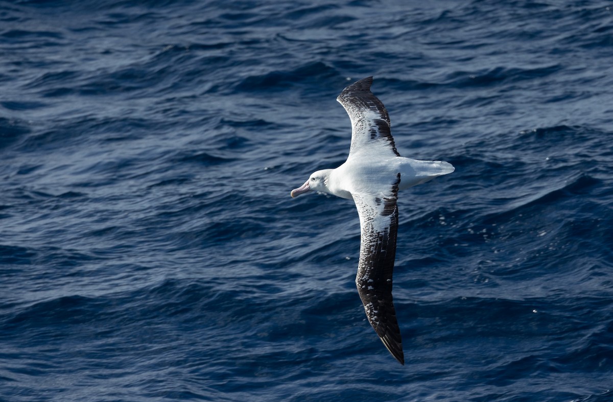 albatros stěhovavý - ML616977720