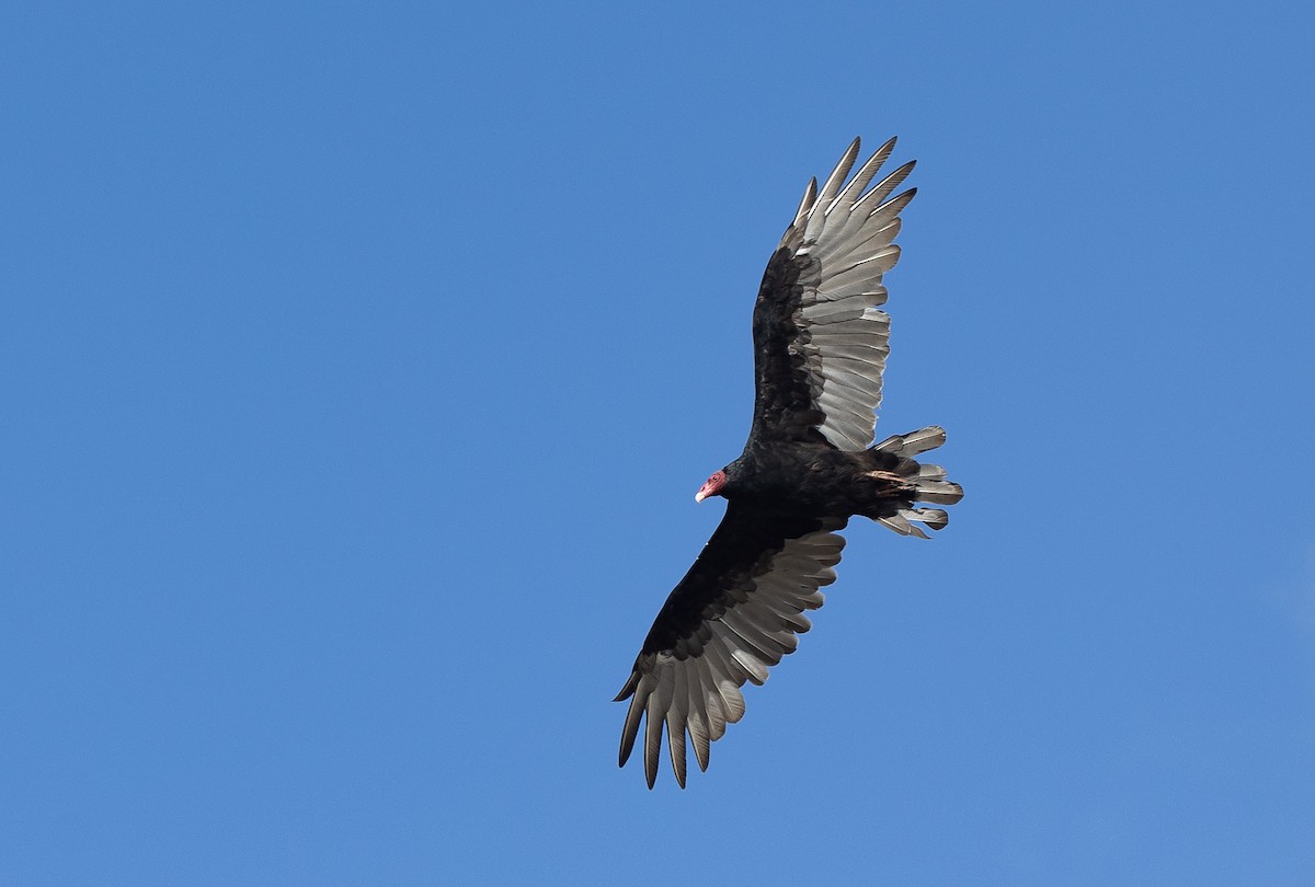 Turkey Vulture (South Temperate) - ML616977754