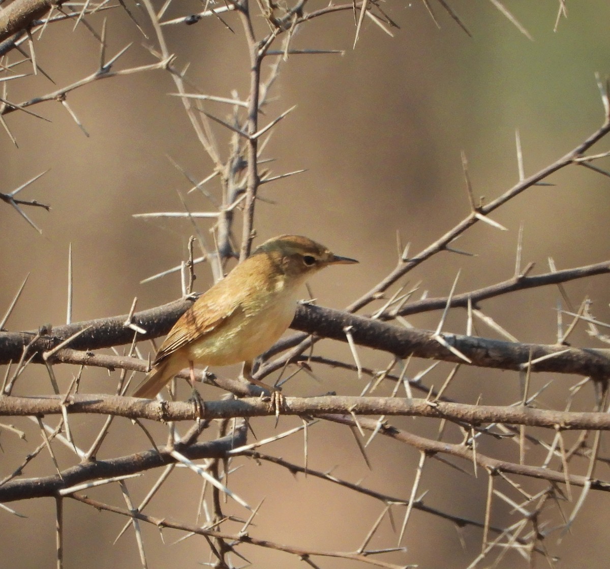 Booted/Sykes's Warbler - ML616977882