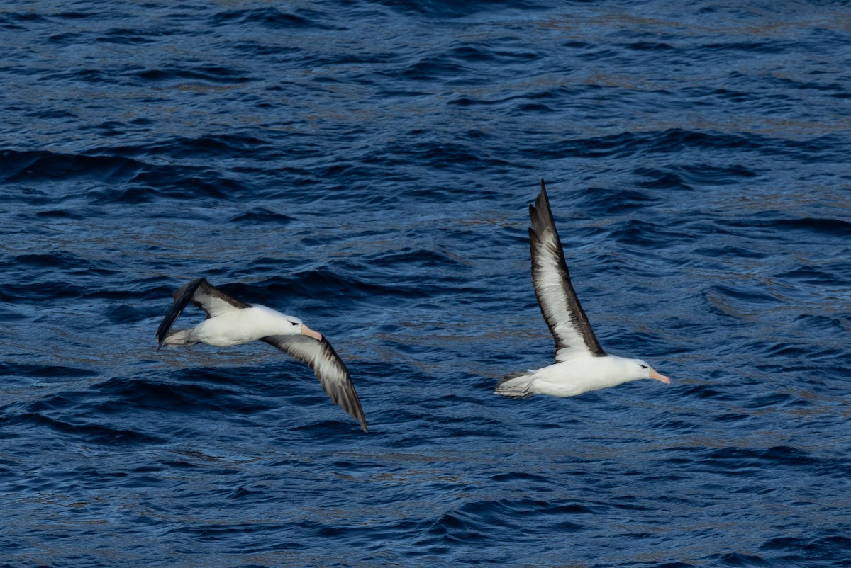 Albatros bekainduna (melanophris) - ML616977885