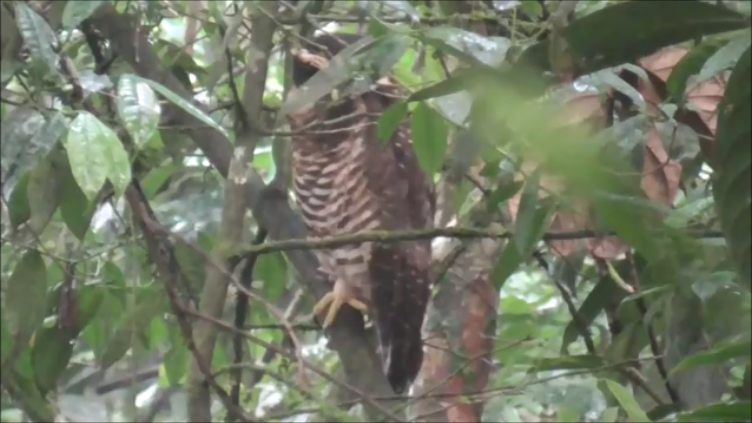 Band-bellied Owl - ML616978150
