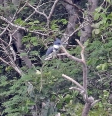Belted Kingfisher - ML616978280