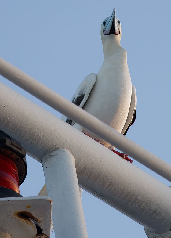 Red-footed Booby - ML616978306