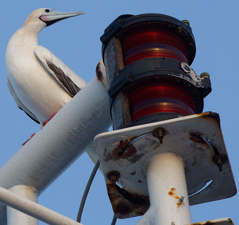 Red-footed Booby - ML616978308