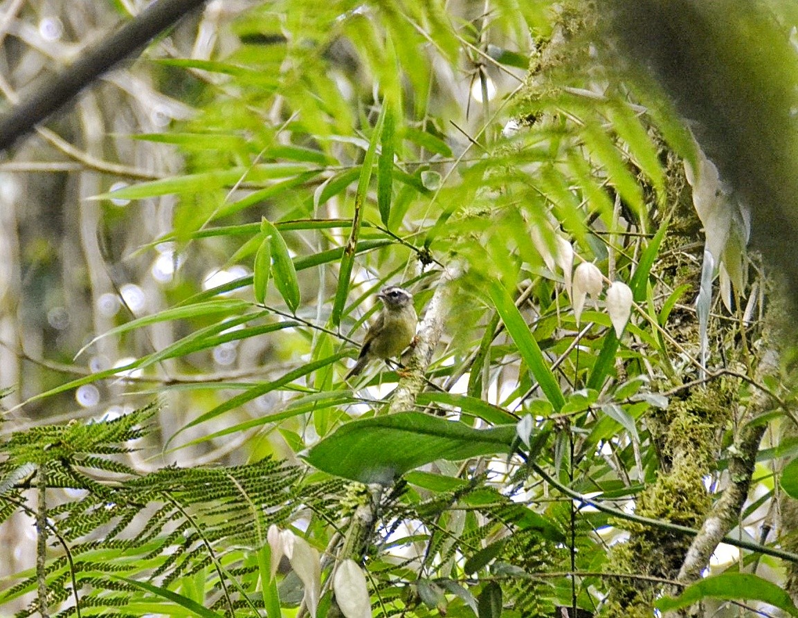 Three-striped Warbler (auricularis) - Hernando Polania