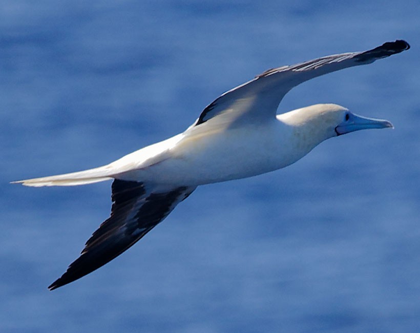 Red-footed Booby - ML616978360