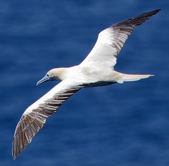 Red-footed Booby - ML616978361