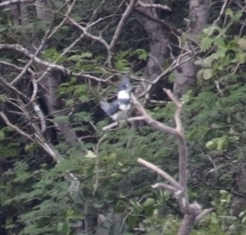 Belted Kingfisher - ML616978438