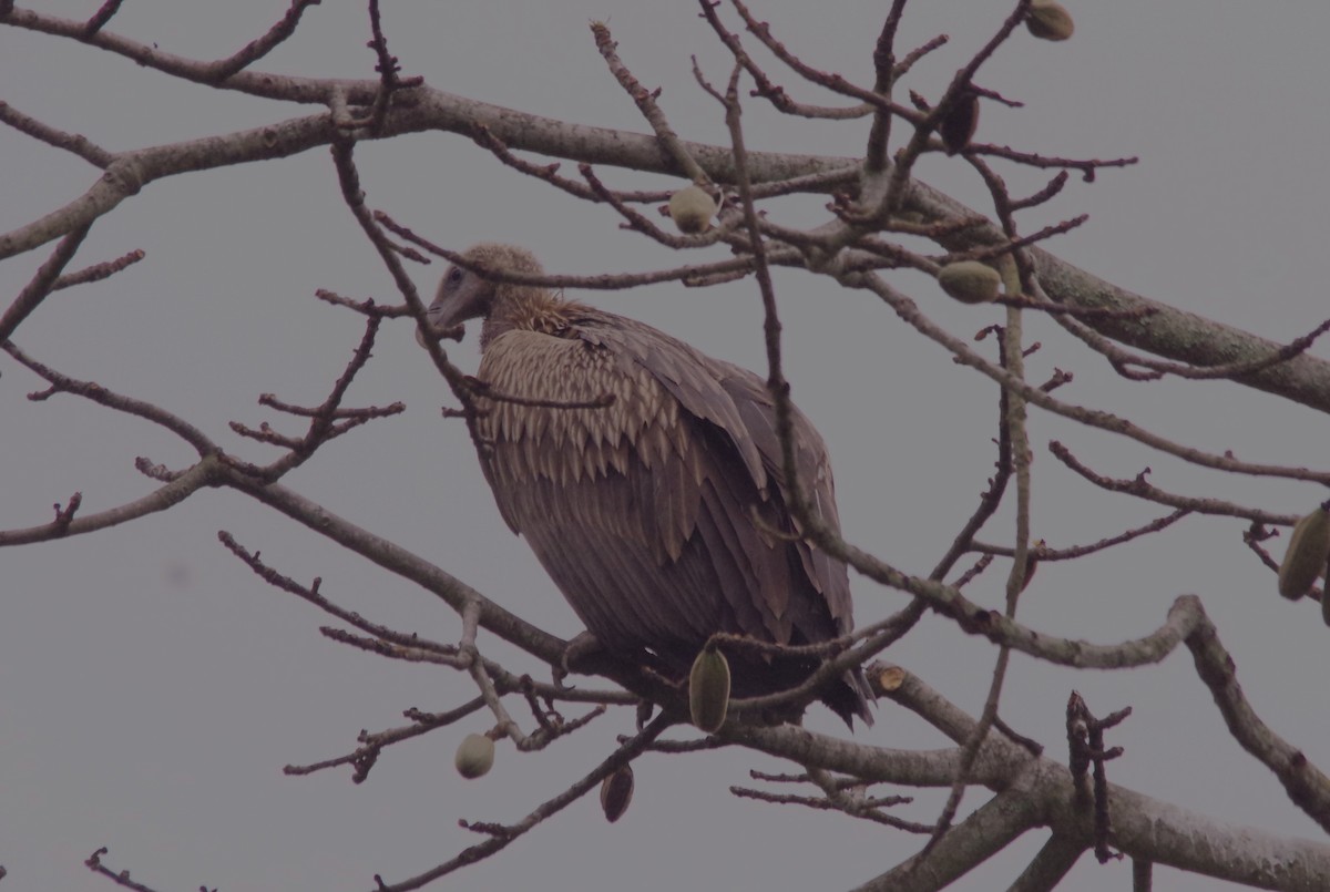 Slender-billed Vulture - ML616978448