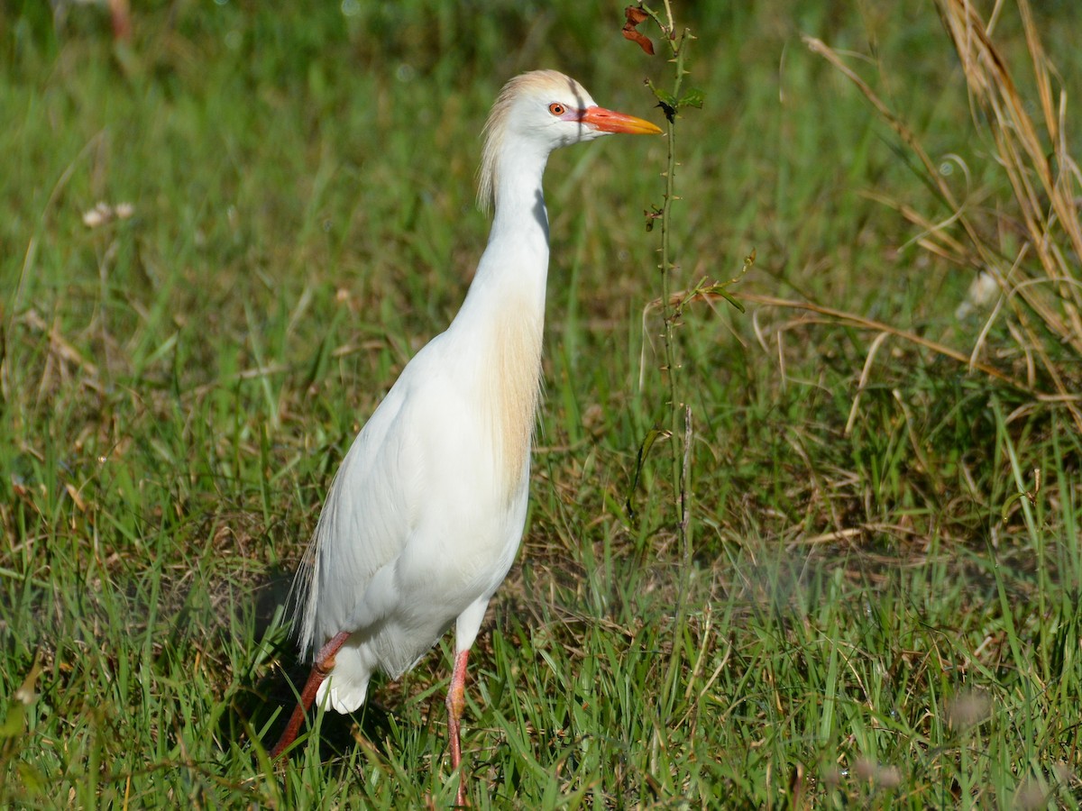 Чапля єгипетська (підвид ibis) - ML616978452