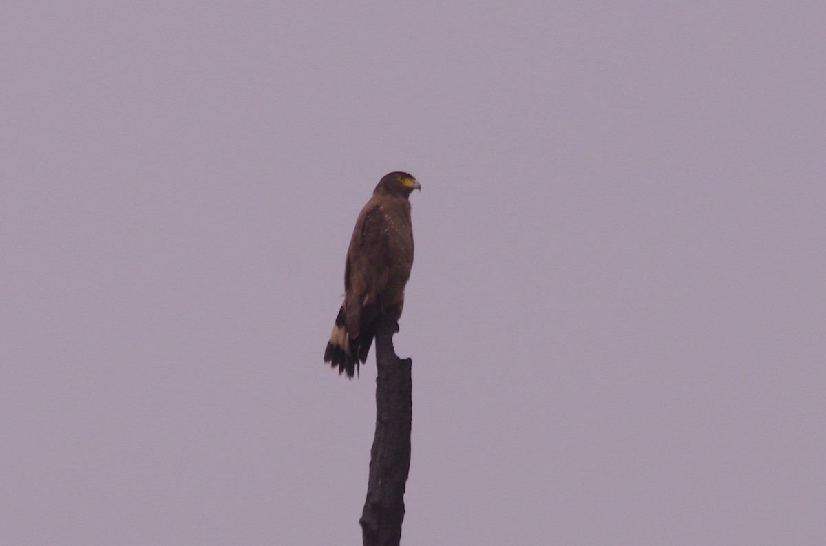 Crested Serpent-Eagle - ML616978455