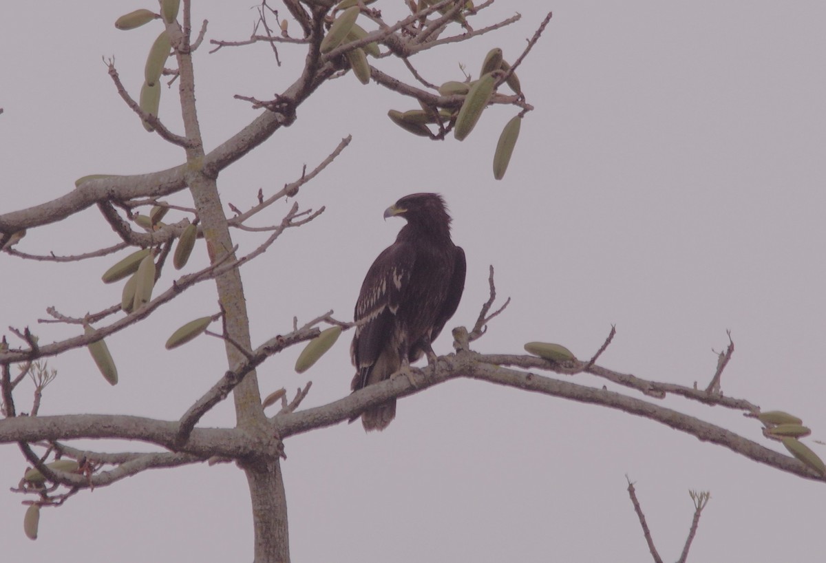 Greater Spotted Eagle - ML616978459