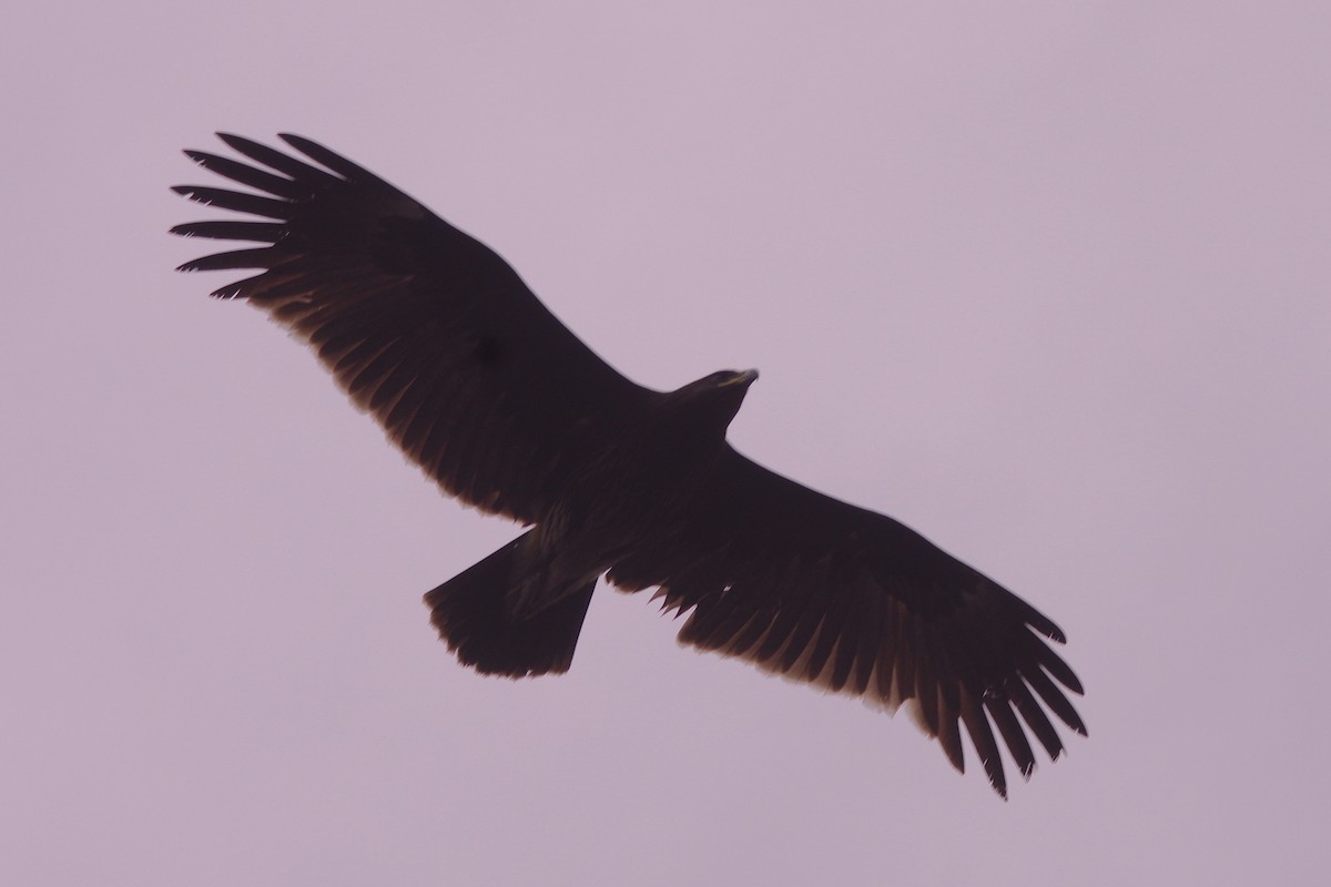 Greater Spotted Eagle - ML616978460