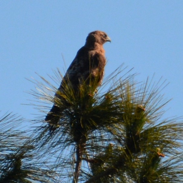 Red-tailed Hawk - ML616978486