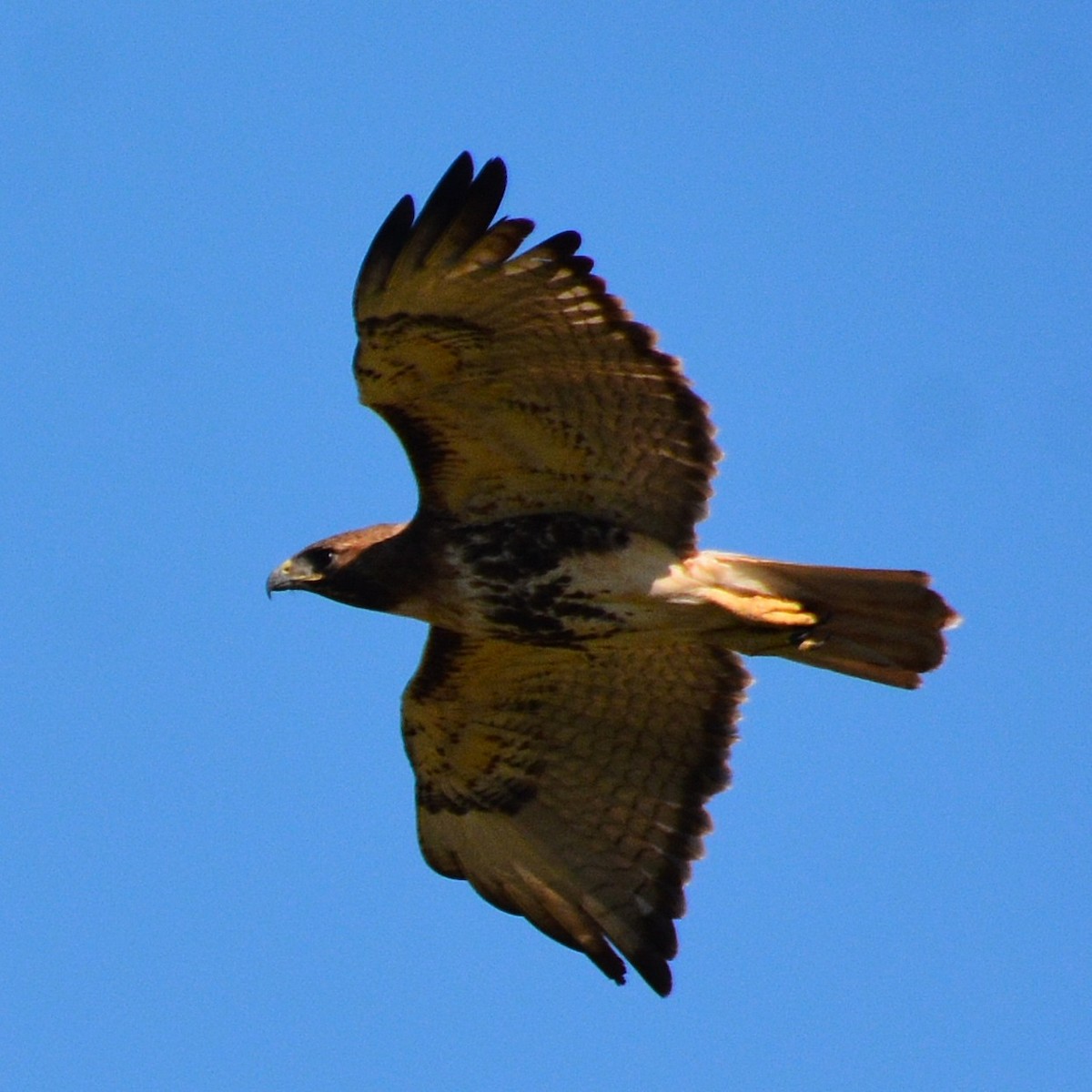 Red-tailed Hawk - ML616978488