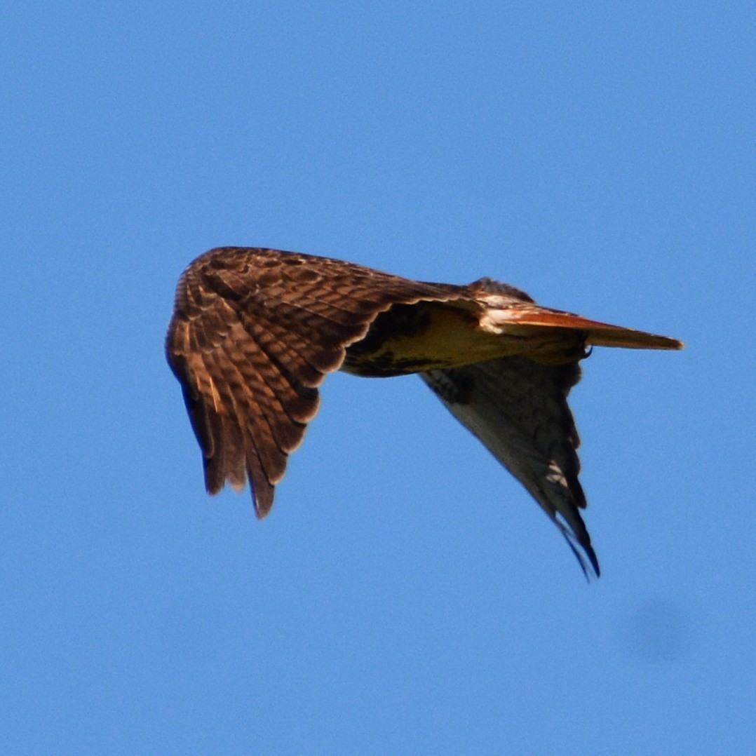 Red-tailed Hawk - John Whitehead